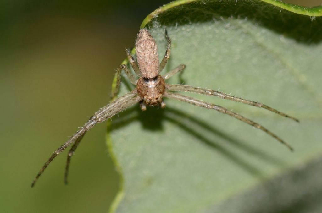 Tmarus sp. - Bandana (GR)